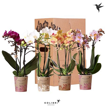 Phal Kolibri Mix 3st No Sleeve