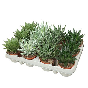 Aloe Gasteria Mix