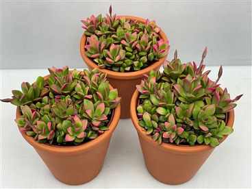 Anacampseros Rufescens