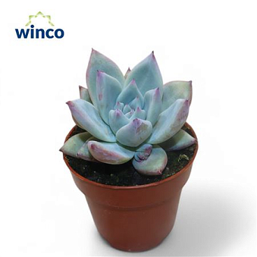Echeveria Colorata Ice