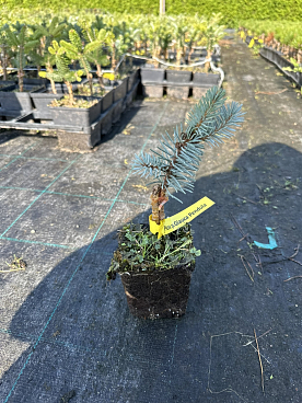 Ель колючая Глаука Пендула