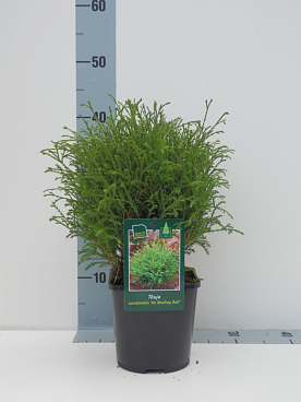 Туя западная Мистер Боулинг Бол