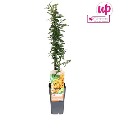 Pyracantha Soleil Dor