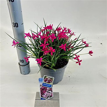 Rhodoxis Red Allert