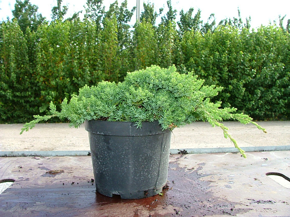 Можжевельник лежачий Нана