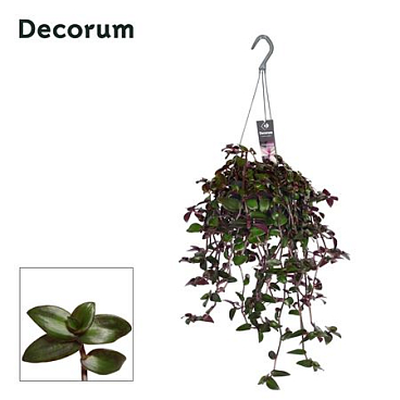 Tradescantia Velvet Hill