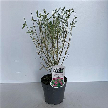 Indigofera Heterantha