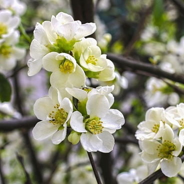 Хеномелес (Айва) превосходная Джет Трейл