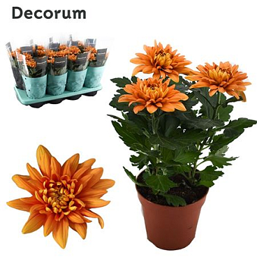 Chrys Zembla Next Orange 3pp (decorum)