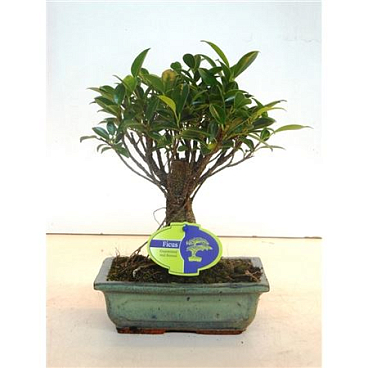 Bonsai Ficus Retusa, 20cm., Broom, Without Drip Tr