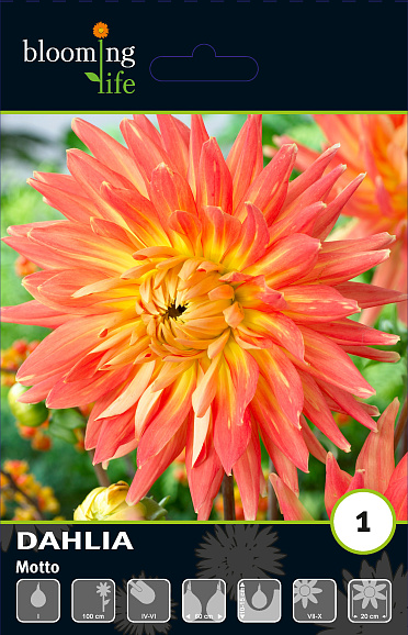 Георгина декоративная Мотто