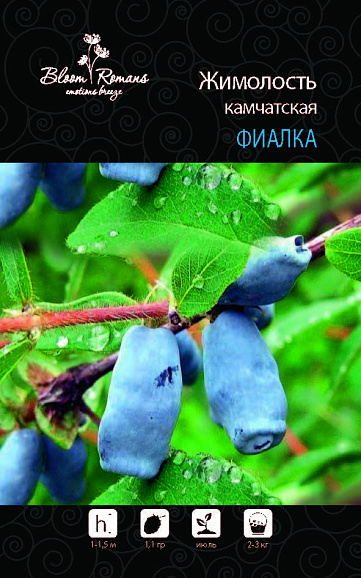 Жимолость камчатская Фиалка | Оптовая цветочная компания «Флора Групп» Жимолость камчатская Фиалка