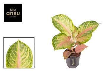 Aglaonema Sakura Mochi