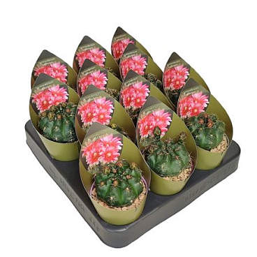 Gymnocalycium Baldianum With Potcover