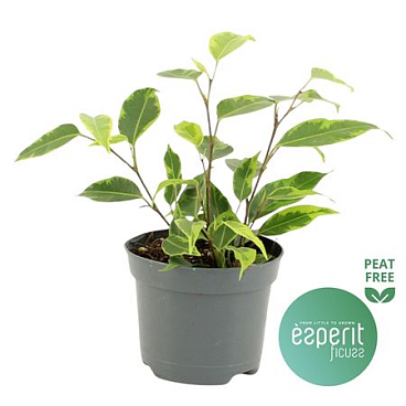 Ficus Be Regidan