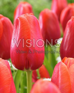 Тюльпан простой поздний Авиньон