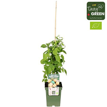 Rubus Idaeus Twotimer Sugana Yellow Bio
