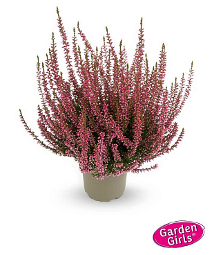 Каллуна обыкновенная Розамунда