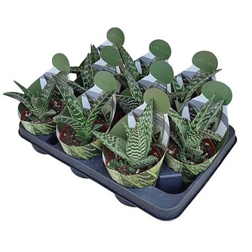 Aloe Variegata Compacta Potcover