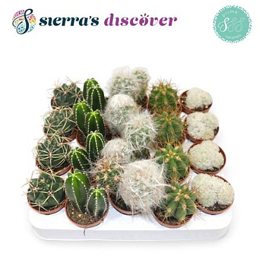 Cactus Granda Mix