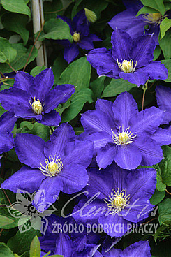 Клематис гибридный Лазурштерн