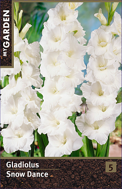 Гладиолус крупноцветковый Сноу Денс