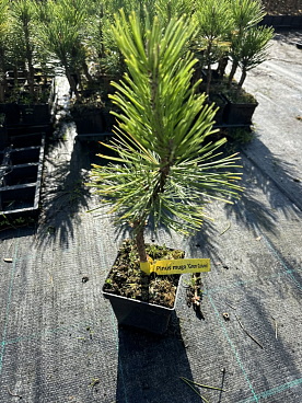 Сосна горная Грин Колумн