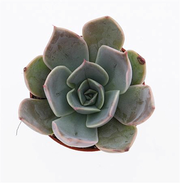 Echeveria Costa