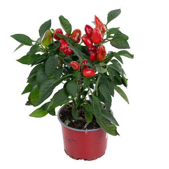 Капсикум Самба микс | Оптовая цветочная компания «Флора Групп» Капсикум Самба микс