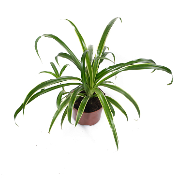 Хлорофитум Комосум