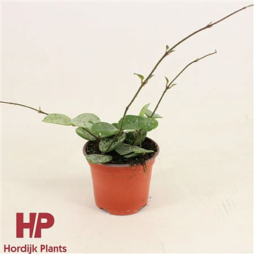 Hoya Mathilde Splash