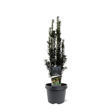 Taxus Bacc Black Tower