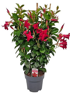 Mandev Sund Red Trellis