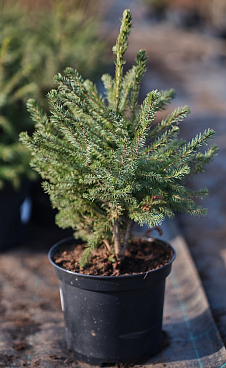 Ель сербская