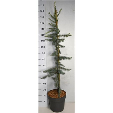 Cedrus Lib Glauca