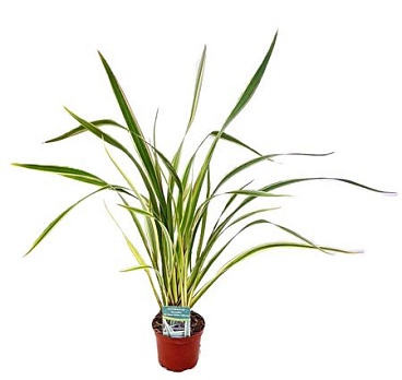 Phormium Tricolour