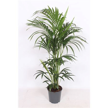 Howea Forsteriana 6pp