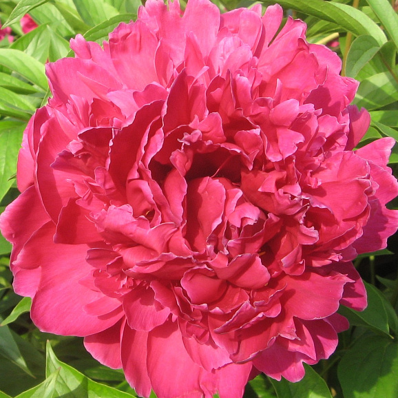 Пион травянистый Пурпурный Феникс в тубе