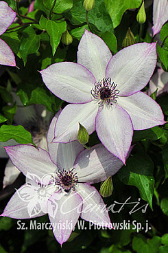 Клематис гибридный Утопия