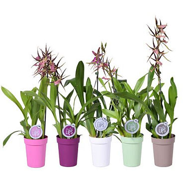 Orchid 3st Mix In Pot (morelips)