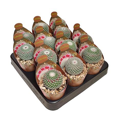 Mammillaria Pseudoperbella Potcover