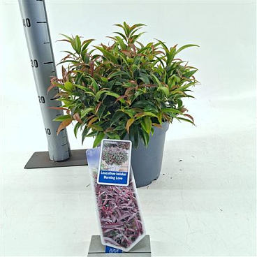 Leucothoë Keiskei Burning Love