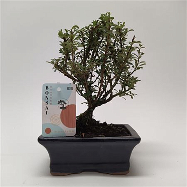 Bonsai Cotoneaster Bonsai 15 Cm