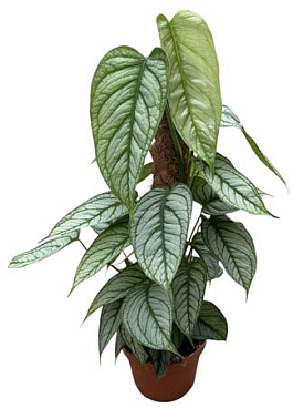 Monstera Siltepecana El Salvador