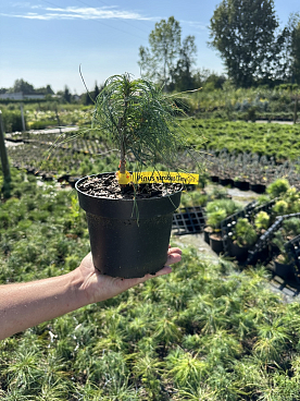 Сосна веймутова Тайни Курлс