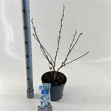 Magnolia Stellata