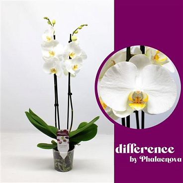 Phal 2st White (phalaenova)