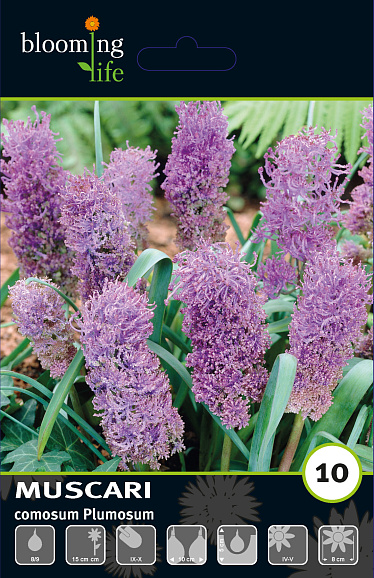 Мускари хохлатый Плюмозум