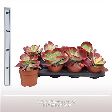 Kalanchoe Thyrsiflora Variegata