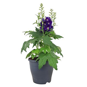 Delphinium Blue